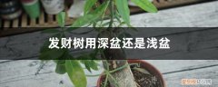 发财树的花盆深浅程度 发财树用深盆还是浅盆