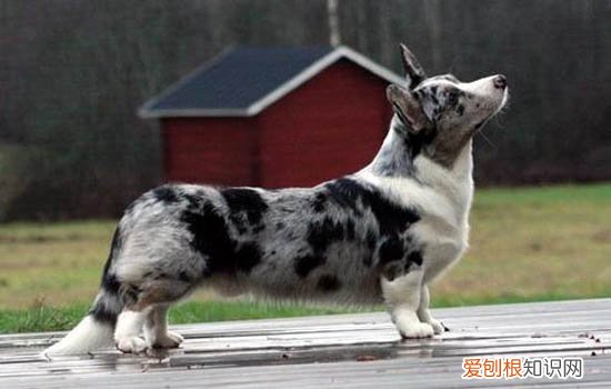 狗狗怀孕有什么特征 狗狗怀孕的特征