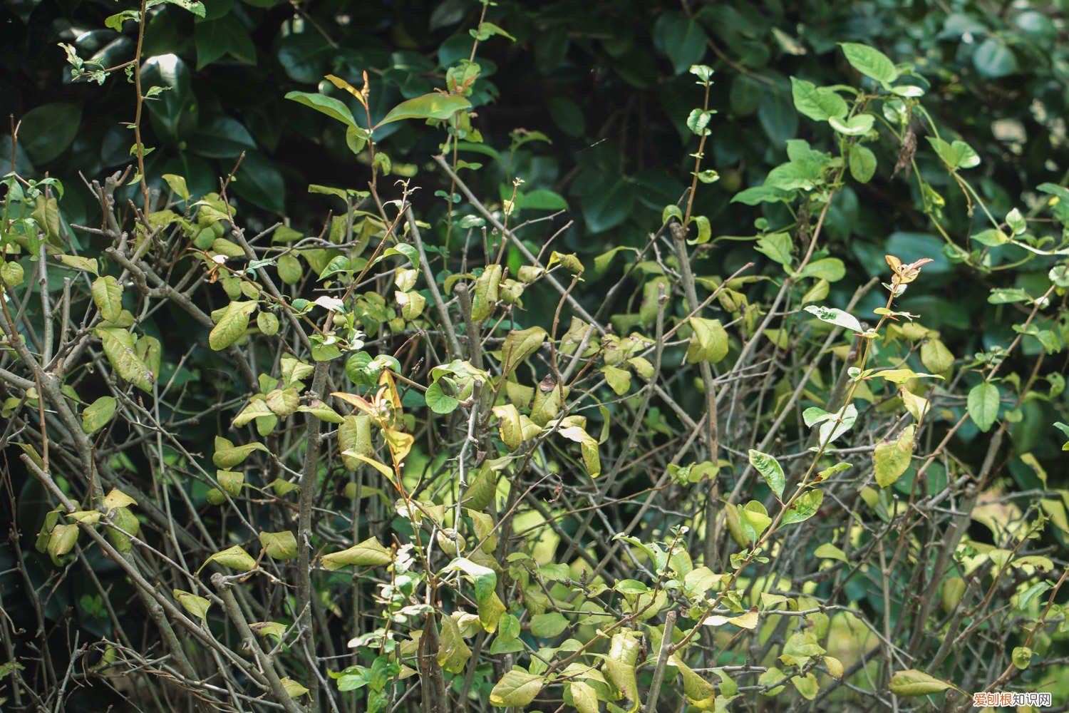 怎样养好贴梗海棠 新买的贴梗海棠怎么养