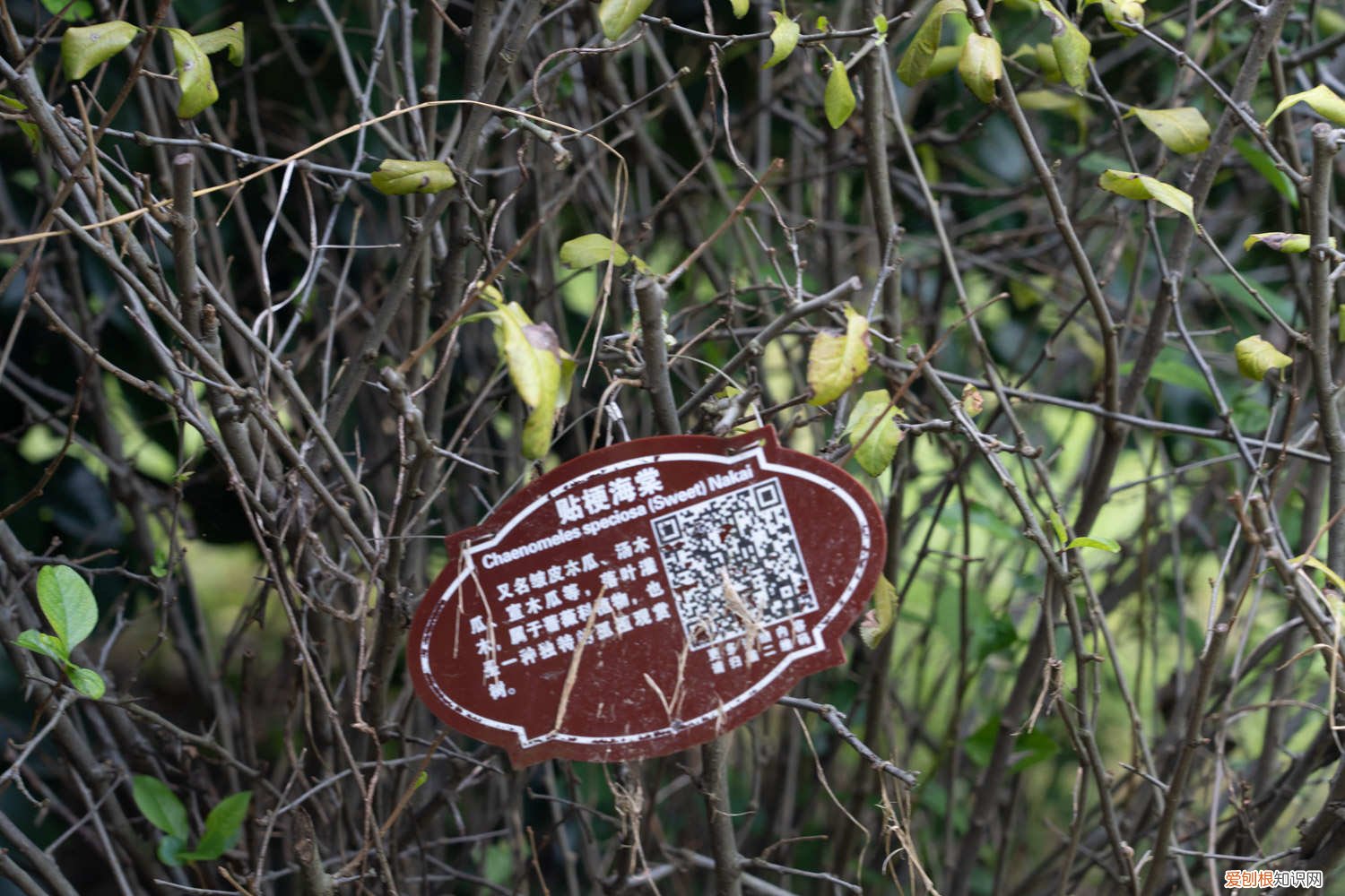 怎样养好贴梗海棠 新买的贴梗海棠怎么养