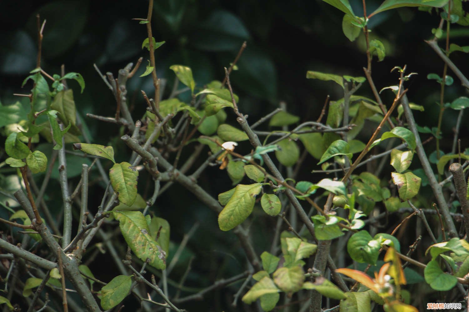 怎样养好贴梗海棠 新买的贴梗海棠怎么养