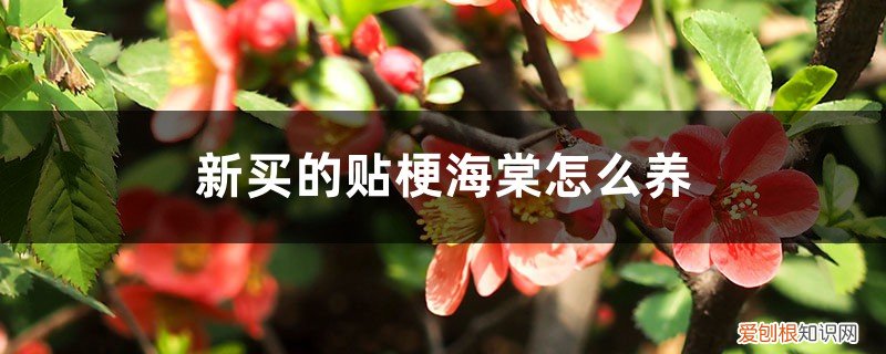 怎样养好贴梗海棠 新买的贴梗海棠怎么养