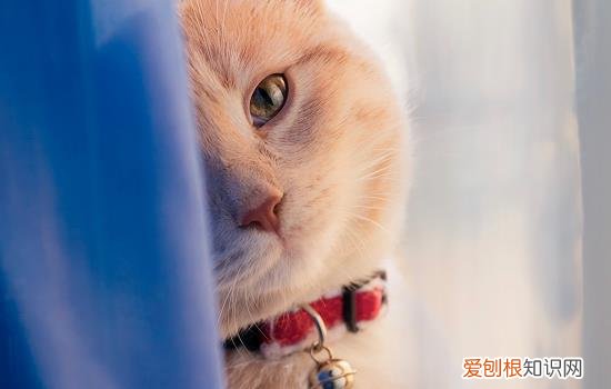 猫吹电风扇会凉快吗 猫吹风扇会感觉凉快么