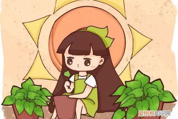 阴雨天快扦插！1分不花养10盆，成活率100%！