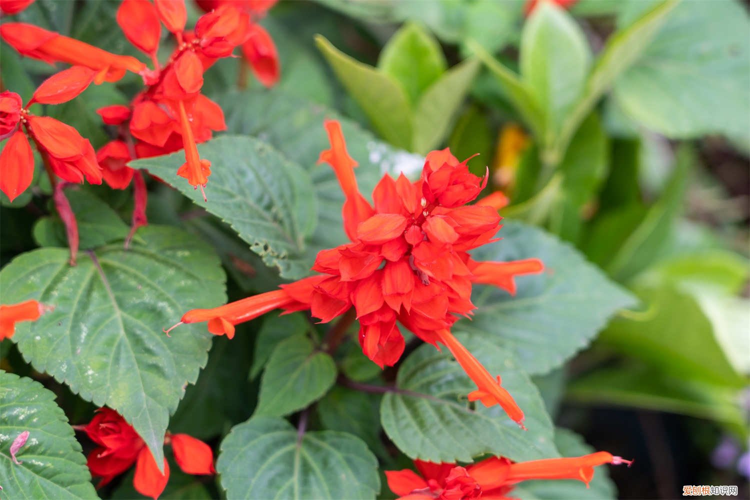 一串红怎么种植又有什么特点? 一串红怎么种植