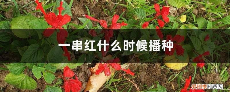 一串红什么时候播种? 一串红什么时候播种