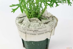 玛格丽特花期过了怎么养护 玛格丽特开花后怎么处理