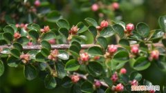 平枝栒子怎么养才长得好 平枝栒子怎么养