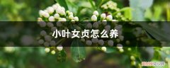 小叶女贞怎么养成球 小叶女贞怎么养