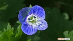 婆婆纳生长环境 小婆婆纳怎么养