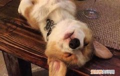 为什么狗吃巧克力会死 狗吃巧克力会死的原因