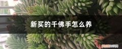 新买的千佛手怎么养护和管理 新买的千佛手怎么养