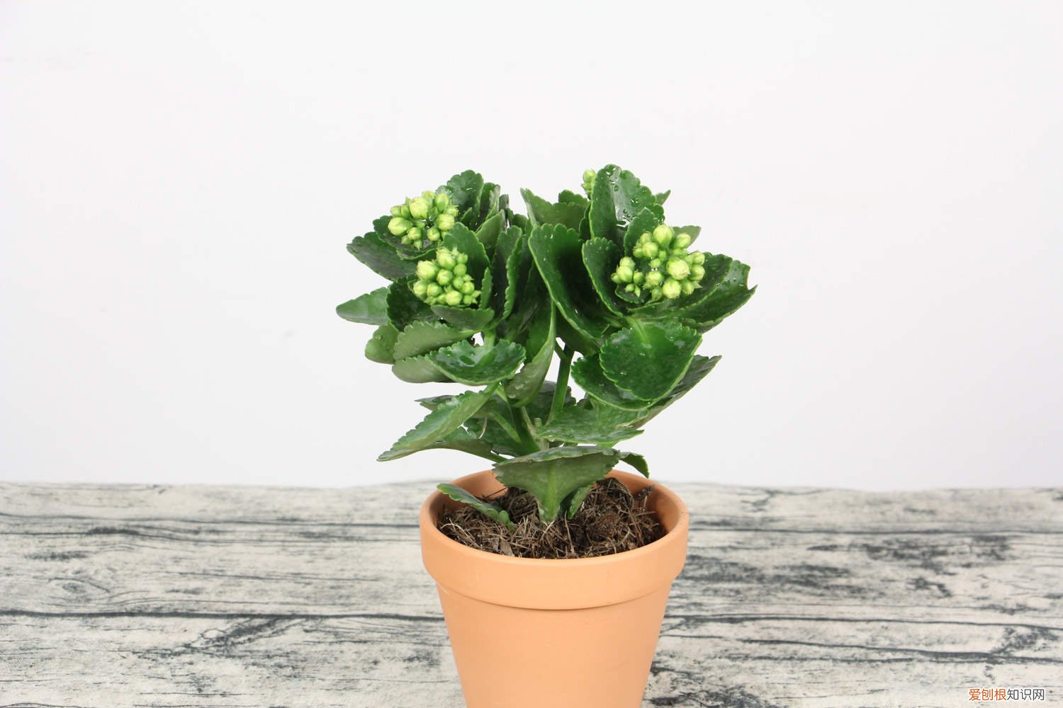 长寿花叶子全软了怎么办 长寿花叶子发软怎么办