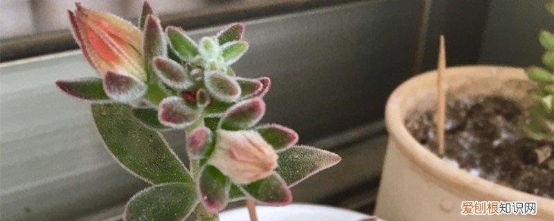 锦晃星养殖方法和注意事项 新买的锦晃星怎么养