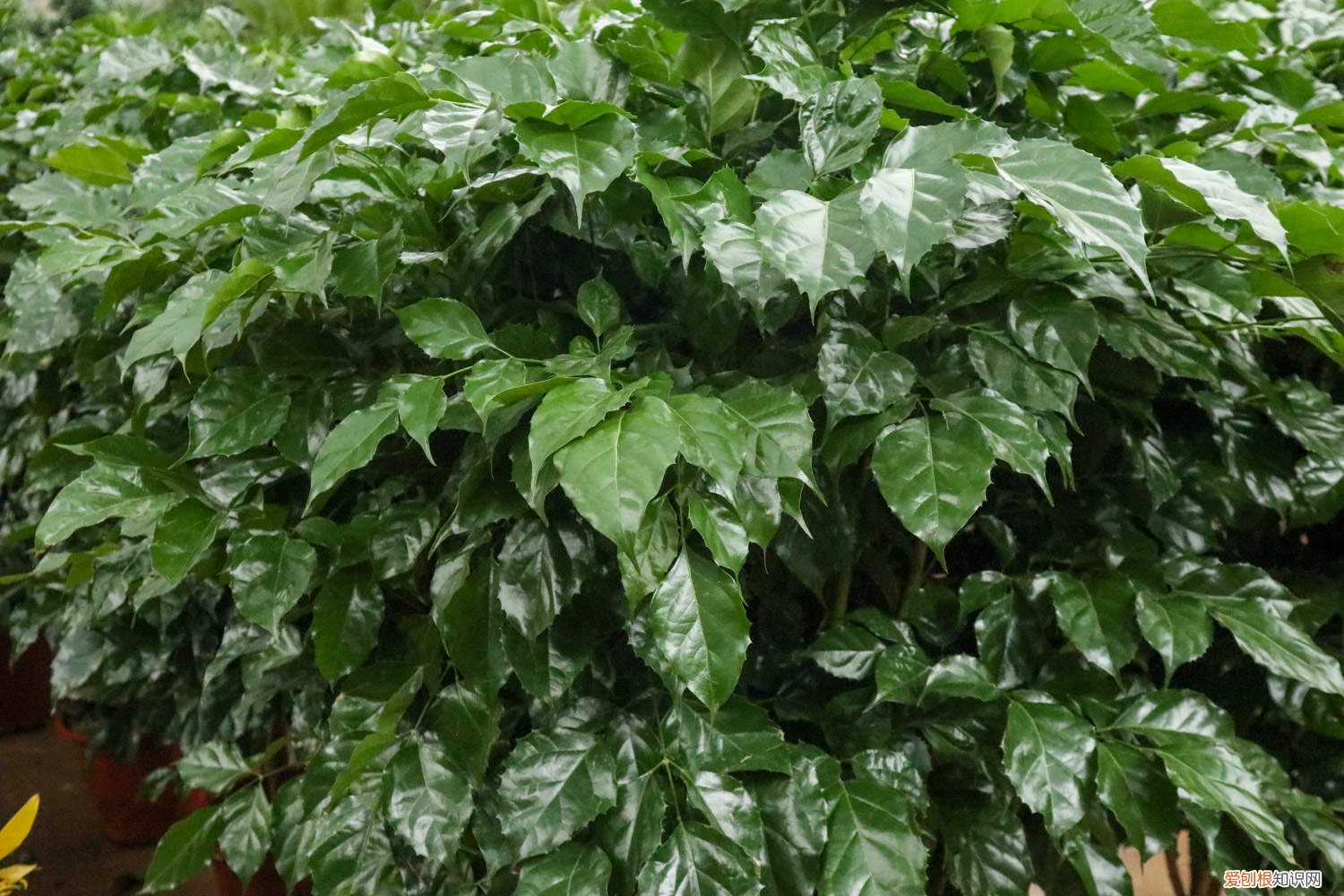 新买的绿宝树怎么养护 新买的绿宝树怎么养