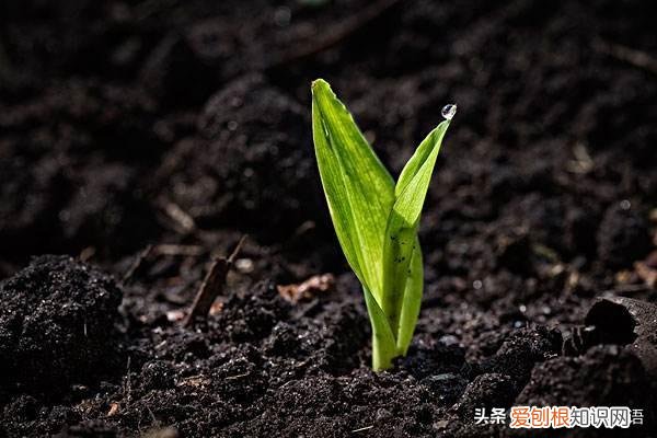 种植方法英语怎么读怎么写，用英文教宝宝种植物，播种、浇水、移栽、培土……