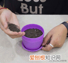 种植方法英语怎么读怎么写，用英文教宝宝种植物，播种、浇水、移栽、培土……