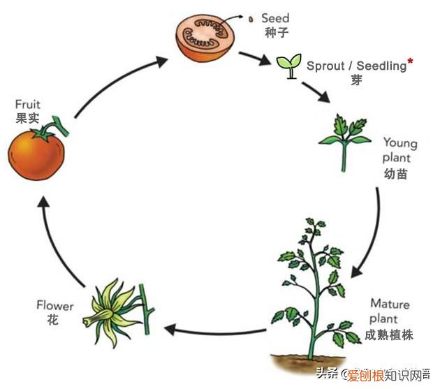 种植方法英语怎么读怎么写，用英文教宝宝种植物，播种、浇水、移栽、培土……