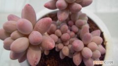 手指柠檬扦插 婴儿手指的扦插方法