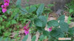 天目地黄的叶子可以吃吗 天目地黄怎么养