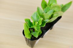 长寿花杆变黑 长寿花根杆发黑怎么办