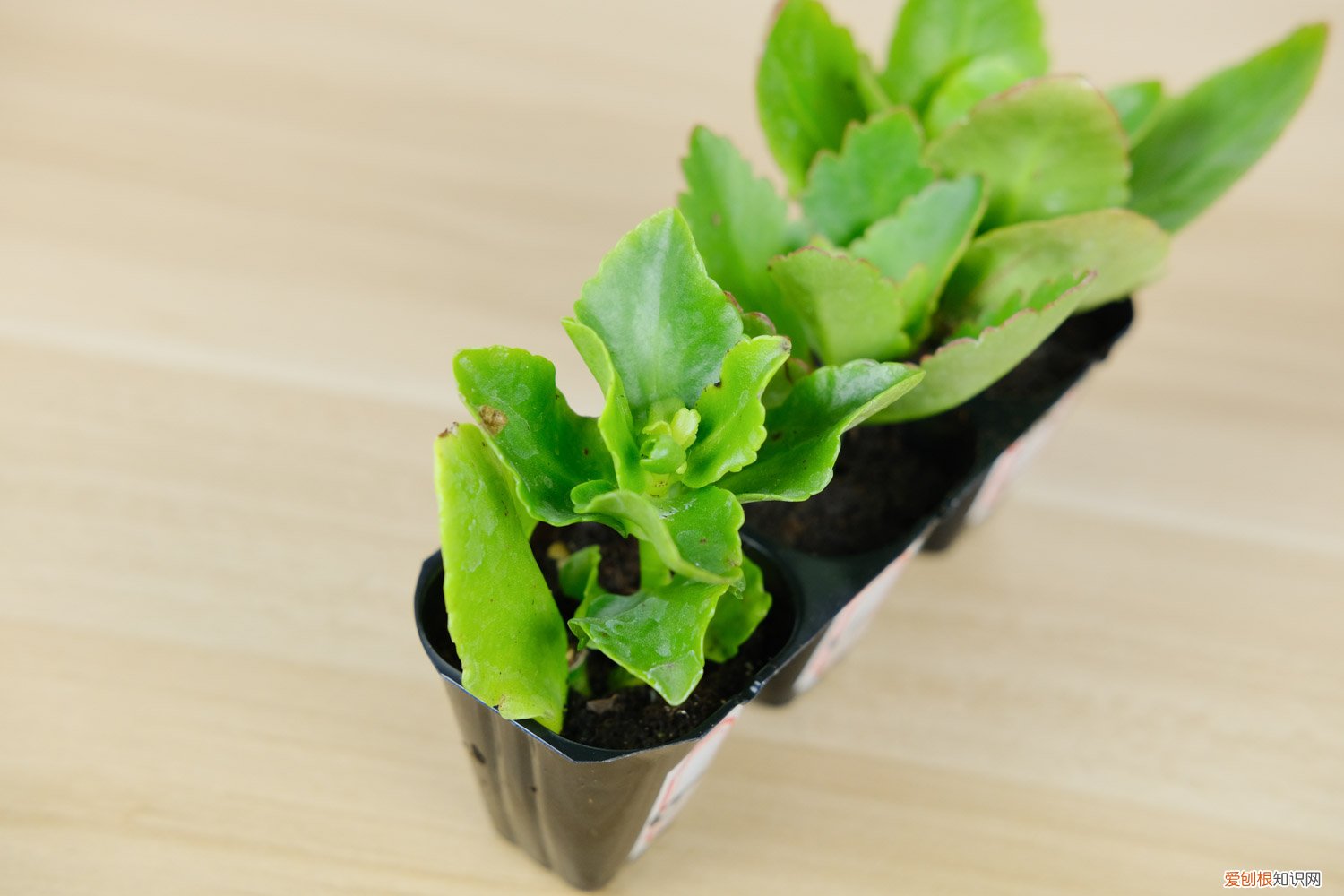 长寿花杆变黑 长寿花根杆发黑怎么办