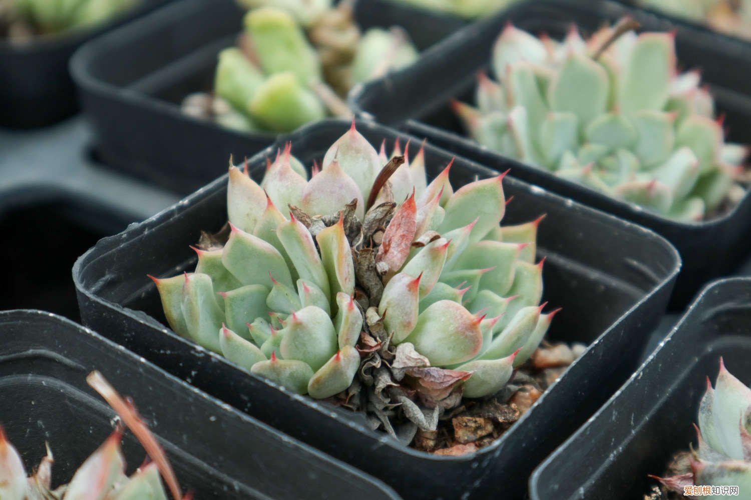 多肉为什么一夜就死了 400盆多肉，一夜之间全死光，要命！