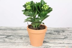 水养长寿花怎么养茂盛呢 水养长寿花怎么养茂盛