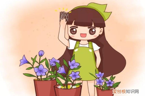 玉米面能太阳晒吗 玉米皮扔盆面，气温连降10℃，太阳再晒也不怕死！