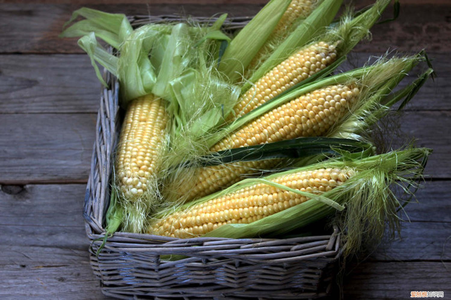 玉米面能太阳晒吗 玉米皮扔盆面，气温连降10℃，太阳再晒也不怕死！
