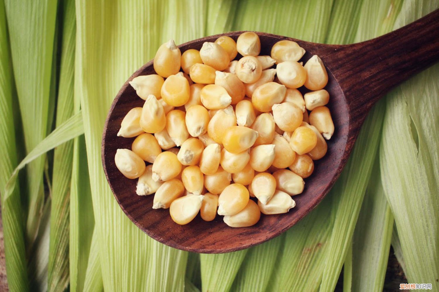 玉米面能太阳晒吗 玉米皮扔盆面，气温连降10℃，太阳再晒也不怕死！