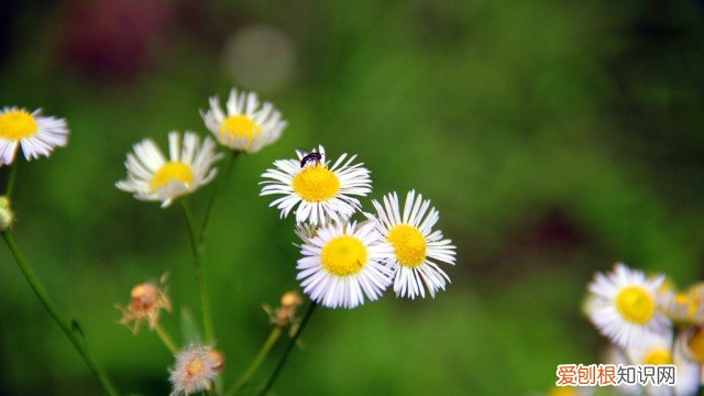 小飞蓬开花吗 大花飞蓬怎么养
