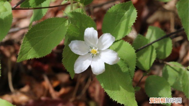 大花溲疏苗木 大花溲疏怎么扦插繁殖