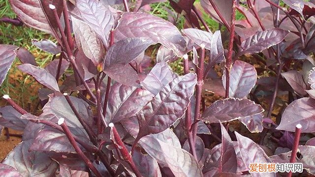 大红叶好养吗 大叶红草怎么养