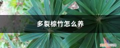 多裂棕竹怎么养护和管理 多裂棕竹怎么养