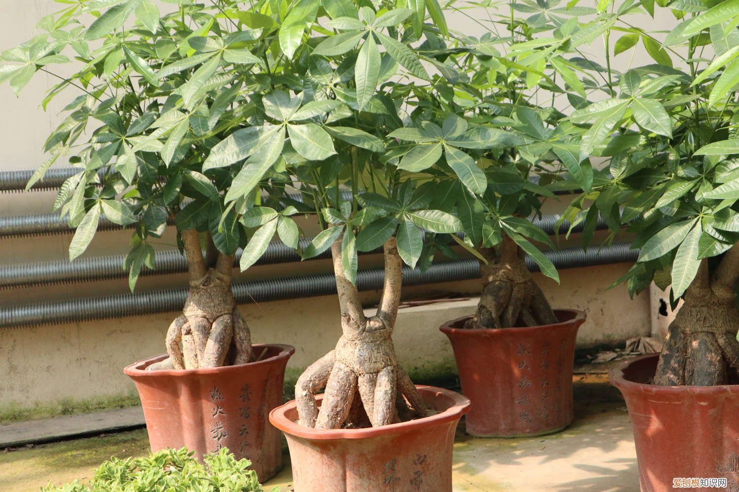 发财树用什么肥料最好家里面? 发财树用什么肥料最好