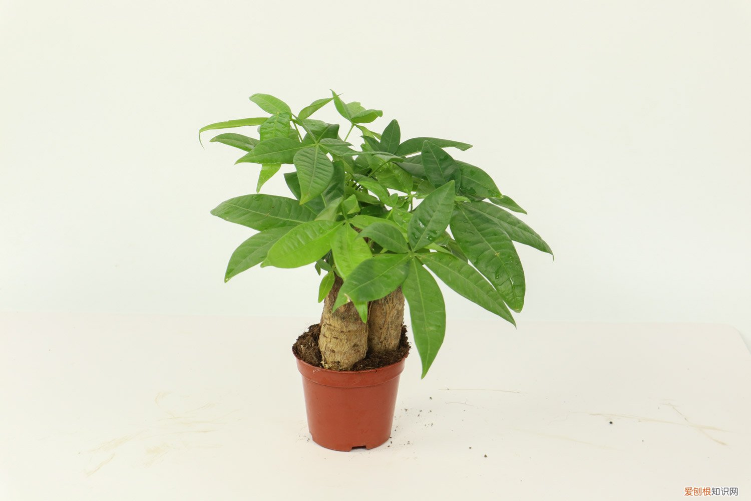 发财树用什么肥料最好家里面? 发财树用什么肥料最好