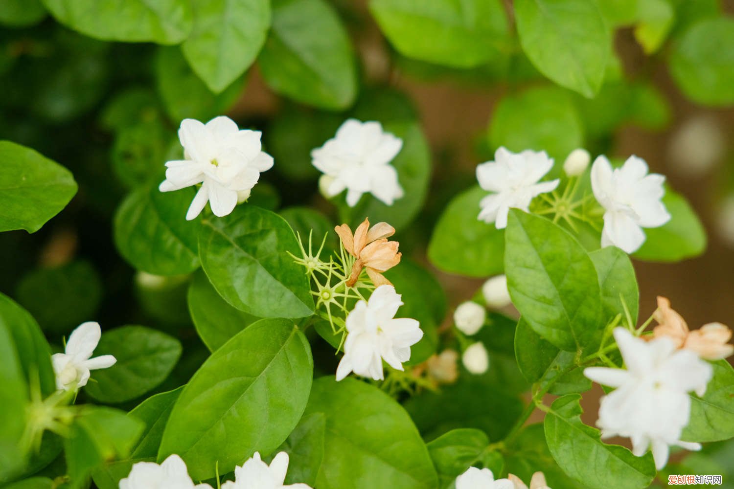 茉莉花怎么扦插? 茉莉花扦插方法