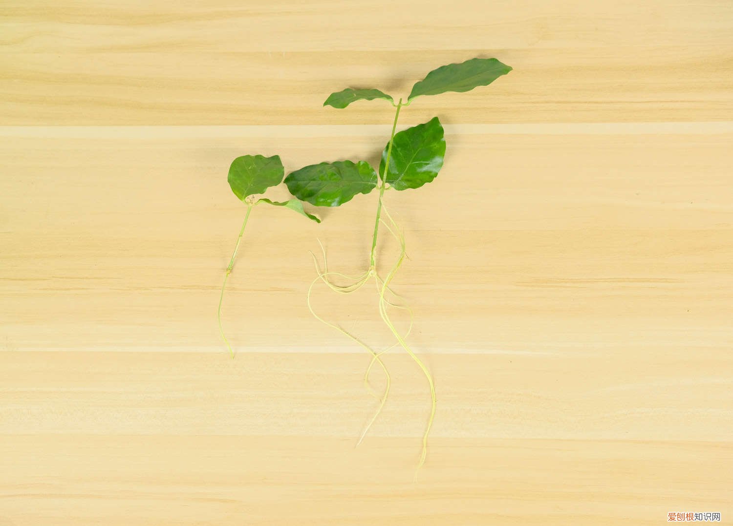 茉莉花怎么扦插? 茉莉花扦插方法