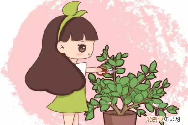 现在不修剪,你的花还想活过夏天?做梦梦见 现在不修剪，你的花还想活过夏天？做梦！