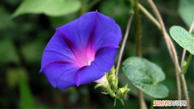 怎么养牵牛花 圆叶牵牛怎么养