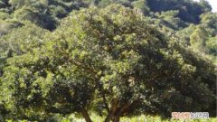 南非刺桐怎么养才能活 南非刺桐怎么养