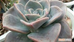 旭鹤好养吗 厚叶旭鹤怎么养