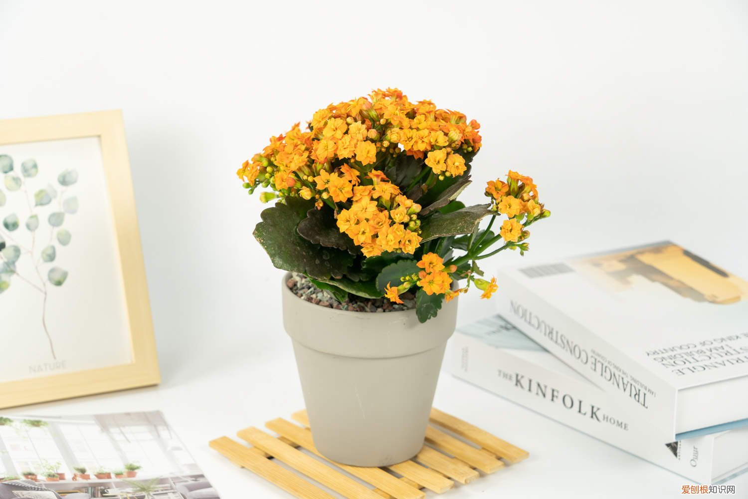 如何加快长寿花开花 长寿花如何快速开花