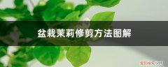 秋季盆栽茉莉修剪方法图解 盆栽茉莉修剪方法图解