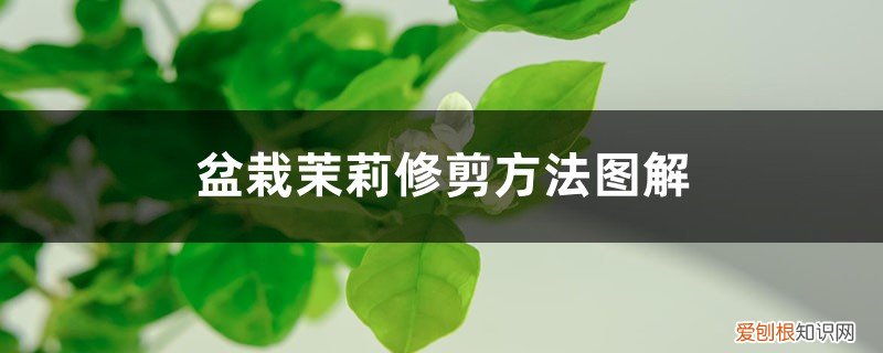 秋季盆栽茉莉修剪方法图解 盆栽茉莉修剪方法图解