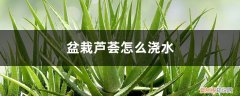 刚种芦荟浇水的正确方法 盆栽芦荟怎么浇水