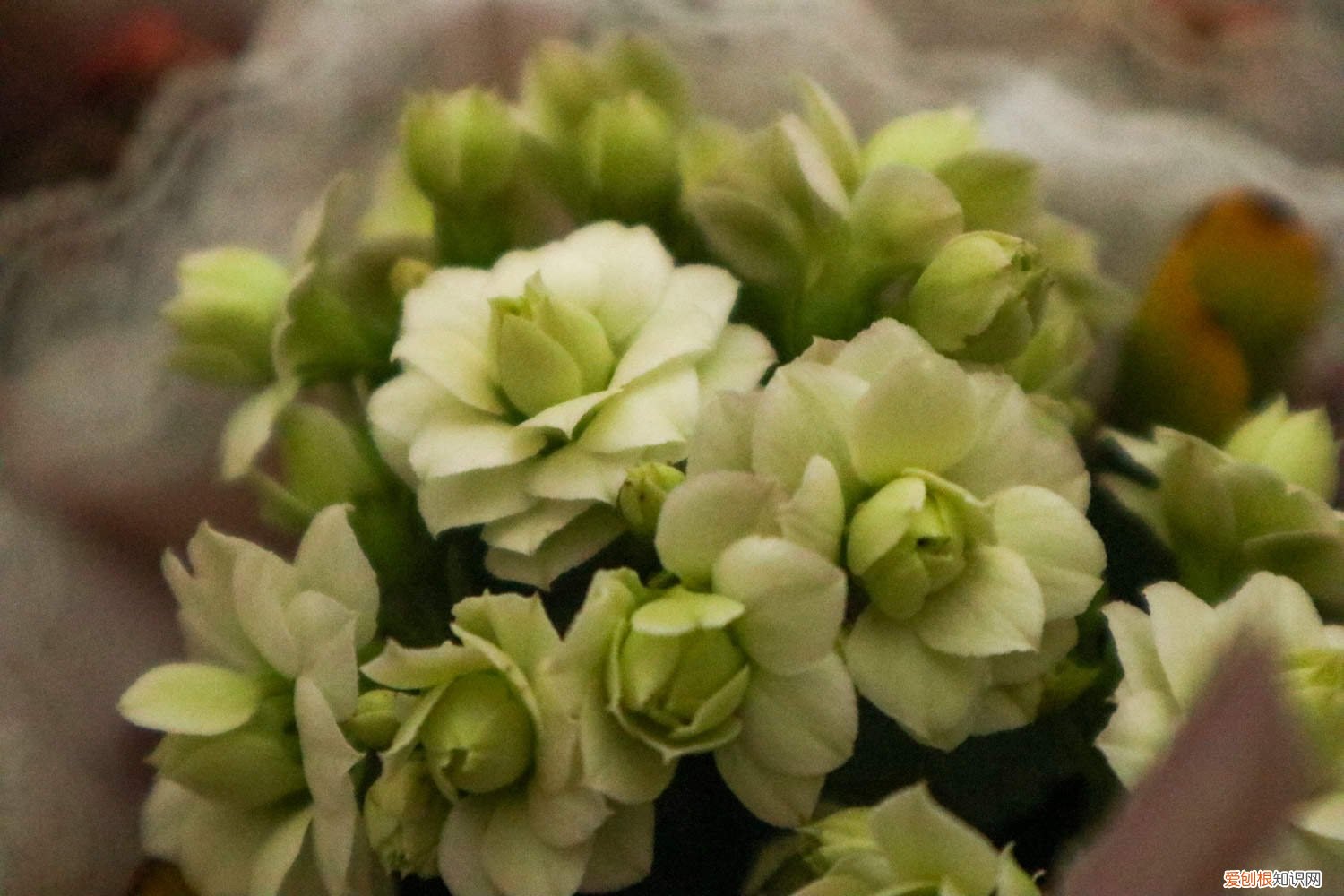 长寿花长叶子不开花怎么破 长寿花只长叶子不开花怎么办