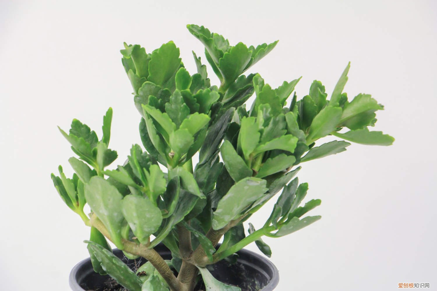 长寿花长叶子不开花怎么破 长寿花只长叶子不开花怎么办