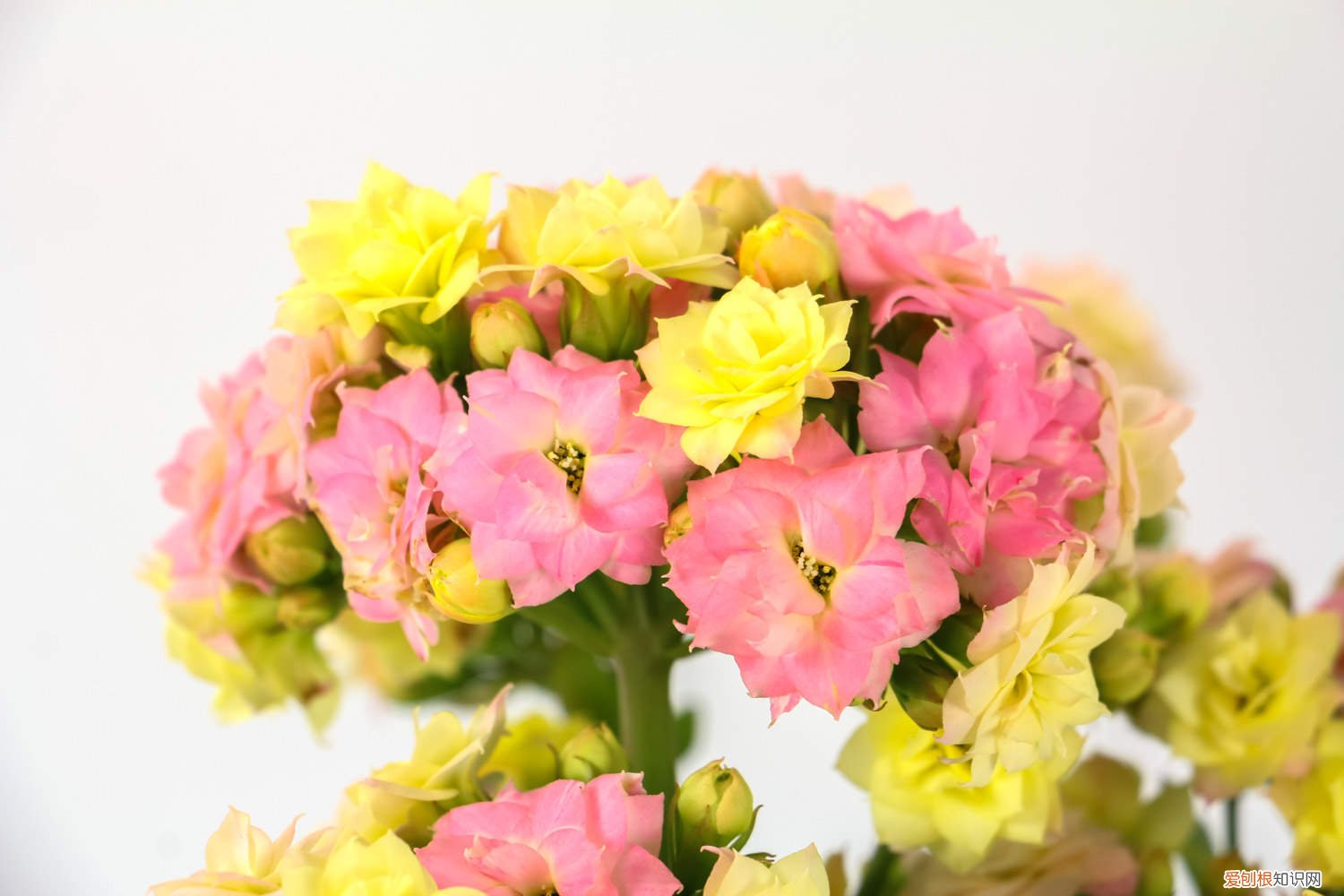 长寿花长叶子不开花怎么破 长寿花只长叶子不开花怎么办